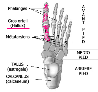 Structures du pied et leurs rôles - biomécanique simplifée