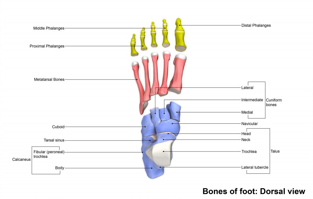 Schema Os Pied Anatomie Du Pied Et Cheville IUQV Schema Os Pied Anatomie Du Pied Et Cheville IUQV
